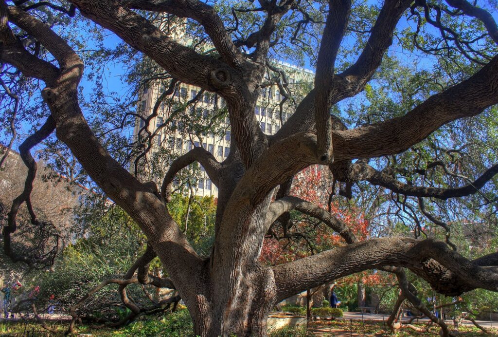 The sprawling, twisting branches of a large live oak in the Alamo Gardens, with downtown buildings behind