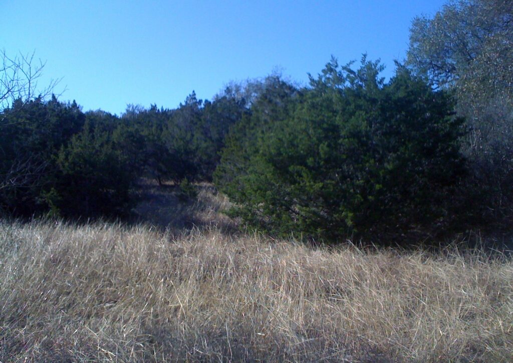 Tall golden grass in a clearing edged by dark green juniper and oak woodland under a clear blue sky at Government Canyon