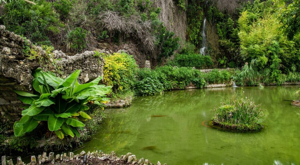 Green pond, stone walls and a waterfall among dense plants in the Japanese Tea Garden in Brackenridge Park