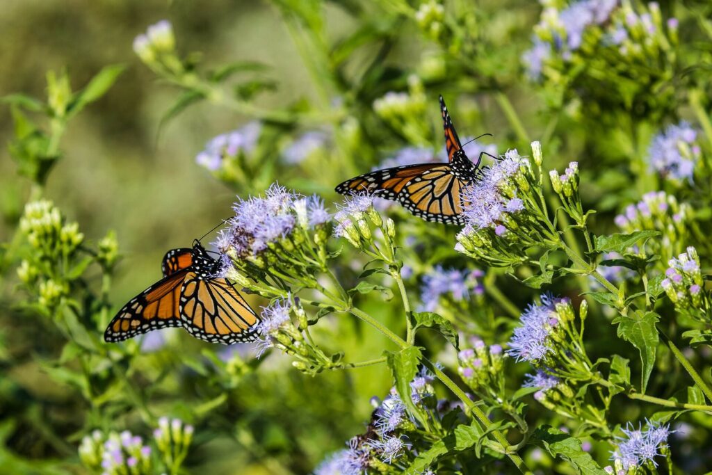 Two monarch butterflies feeding on pale purple wildflowers at Mitchell Lake Audubon Center