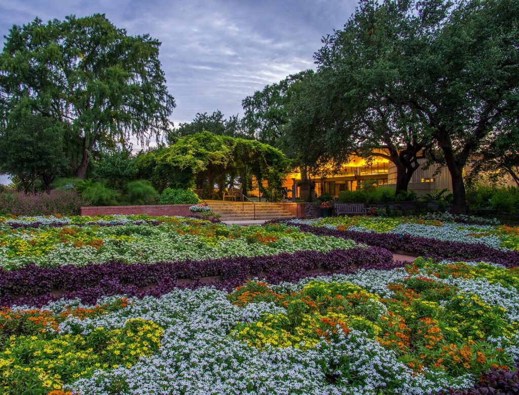 Wide beds of white, purple and orange flowers in front of a shaded pavilion and oak trees at the San Antonio Botanical Garden