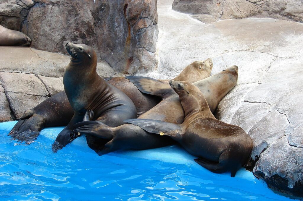 Sea lions lounging on sunlit rocks beside bright blue water at SeaWorld San Antonio