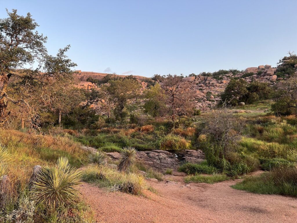 The pink granite dome of Enchanted Rock rising behind scrub, cacti and grasses in early morning light
