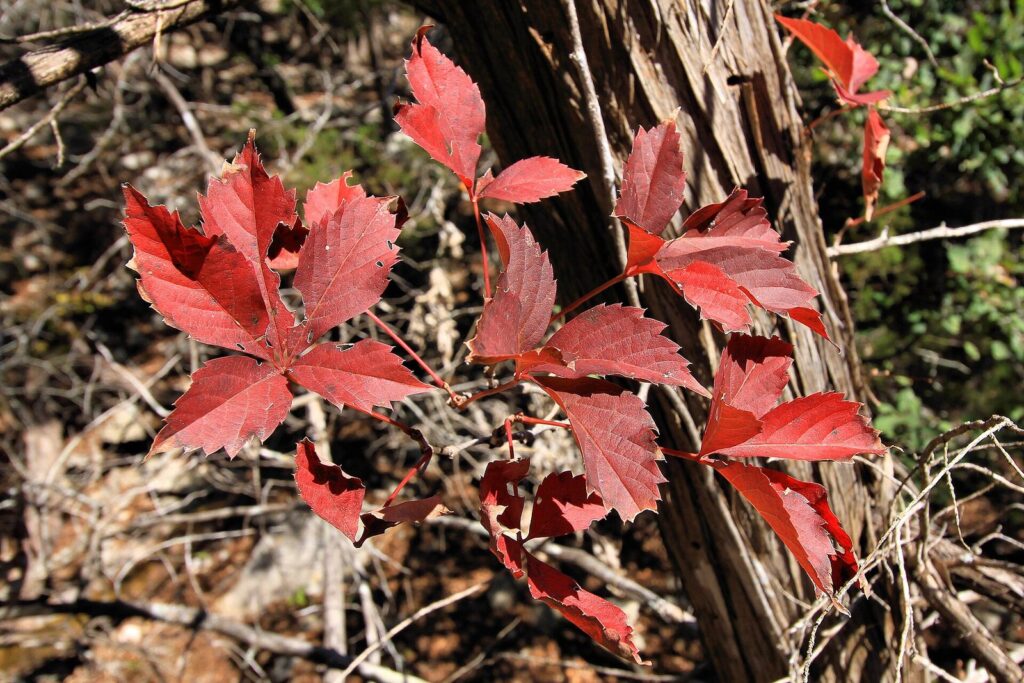 Bright red Virginia creeper leaves climbing a tree trunk at Lost Maples State Natural Area